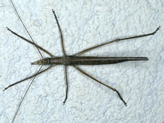 Zaprochilus australis