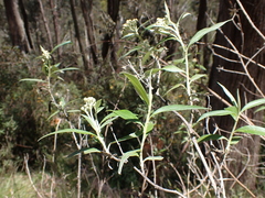 Ozothamnus stirlingii