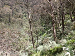 Ozothamnus secundiflorus