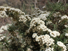 Ozothamnus secundiflorus