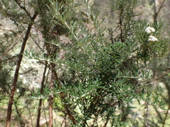 Ozothamnus secundiflorus