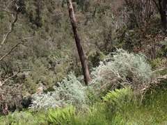 Ozothamnus secundiflorus