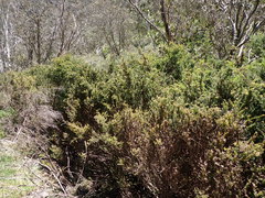 Podocarpus lawrencei