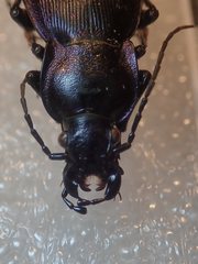 Carabus scheidleri