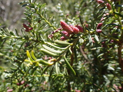 Podocarpus lawrencei