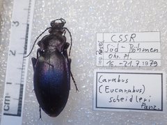 Carabus scheidleri
