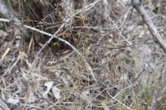 Solanum ferocissimum