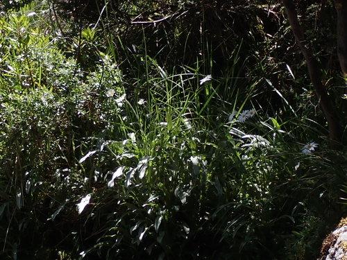 Celmisia sericophylla, photograph 2