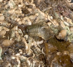 Zuzara venosa