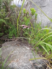 Radinosiphon leptostachya