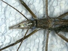 Zaprochilus australis