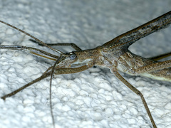 Zaprochilus australis