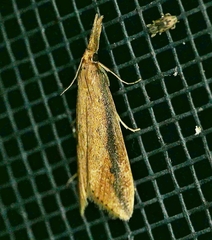 Donacaula melinellus