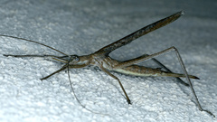 Zaprochilus australis