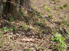 Anodendron parviflorum