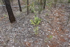 Xylomelum cunninghamianum