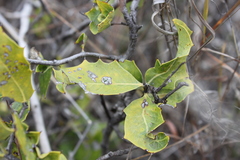 Xylomelum cunninghamianum