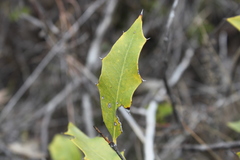 Xylomelum cunninghamianum