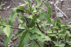 Xylomelum cunninghamianum