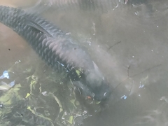 Leptobarbus rubripinna