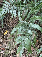 Microlepia calvescens