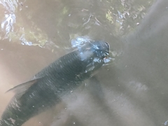 Leptobarbus rubripinna