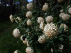 Pimelea ligustrina ciliata