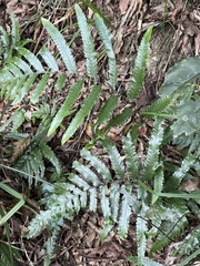 Microlepia calvescens