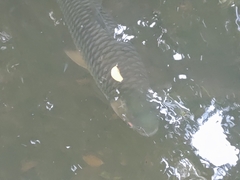 Leptobarbus rubripinna