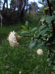 Pimelea ligustrina ciliata