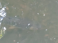 Leptobarbus rubripinna