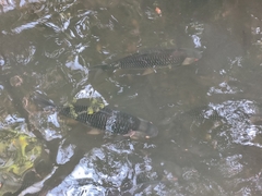 Leptobarbus rubripinna