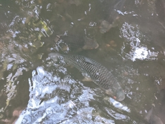 Leptobarbus rubripinna