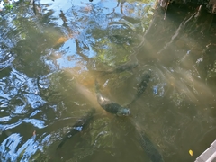 Leptobarbus rubripinna