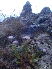 Brachyscome rigidula