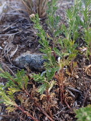 Brachyscome rigidula