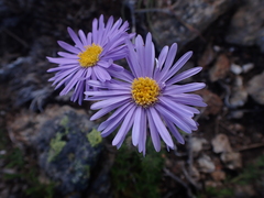 Brachyscome rigidula