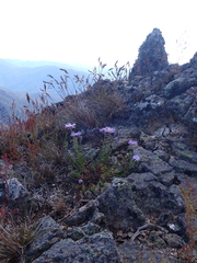 Brachyscome rigidula