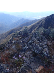 Brachyscome rigidula