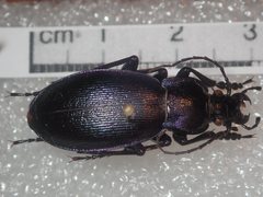 Carabus scheidleri