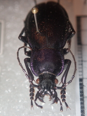 Carabus scheidleri