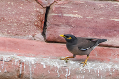 Acridotheres tristis