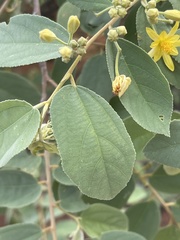 Grewia subspathulata