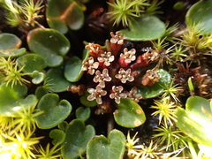 Diplaspis nivis