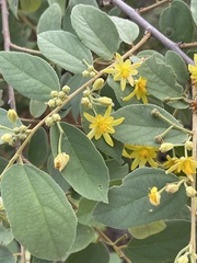 Grewia subspathulata