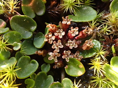 Diplaspis nivis