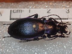 Carabus scheidleri