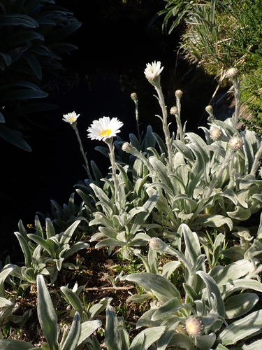 Celmisia sericophylla, photograph 1