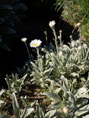 Celmisia sericophylla