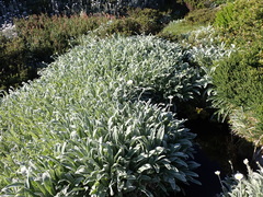 Celmisia sericophylla